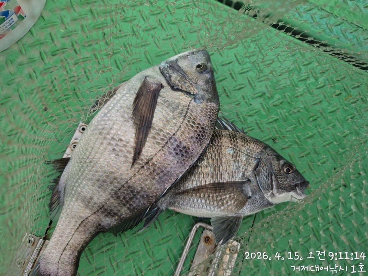 ����ڰ� �ø� �̹���