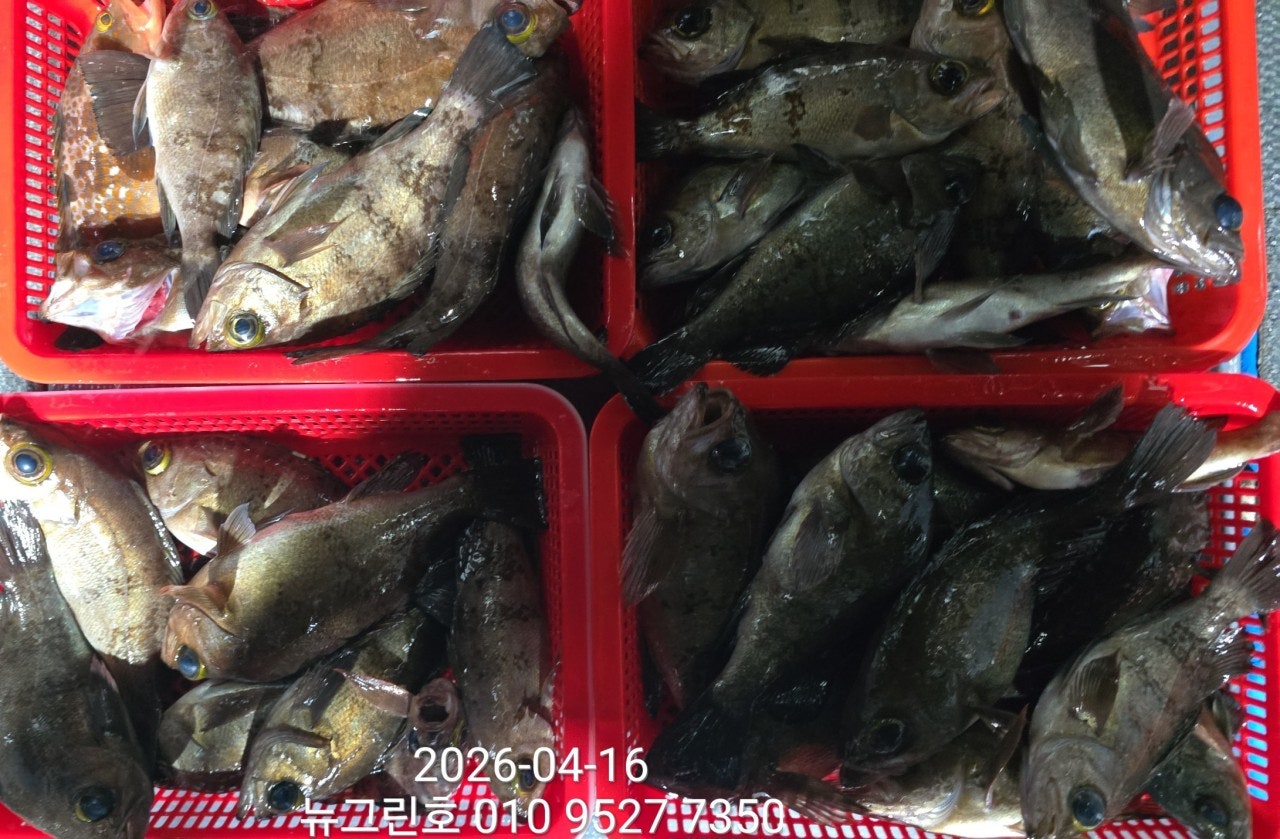 ����ڰ� �ø� �̹���