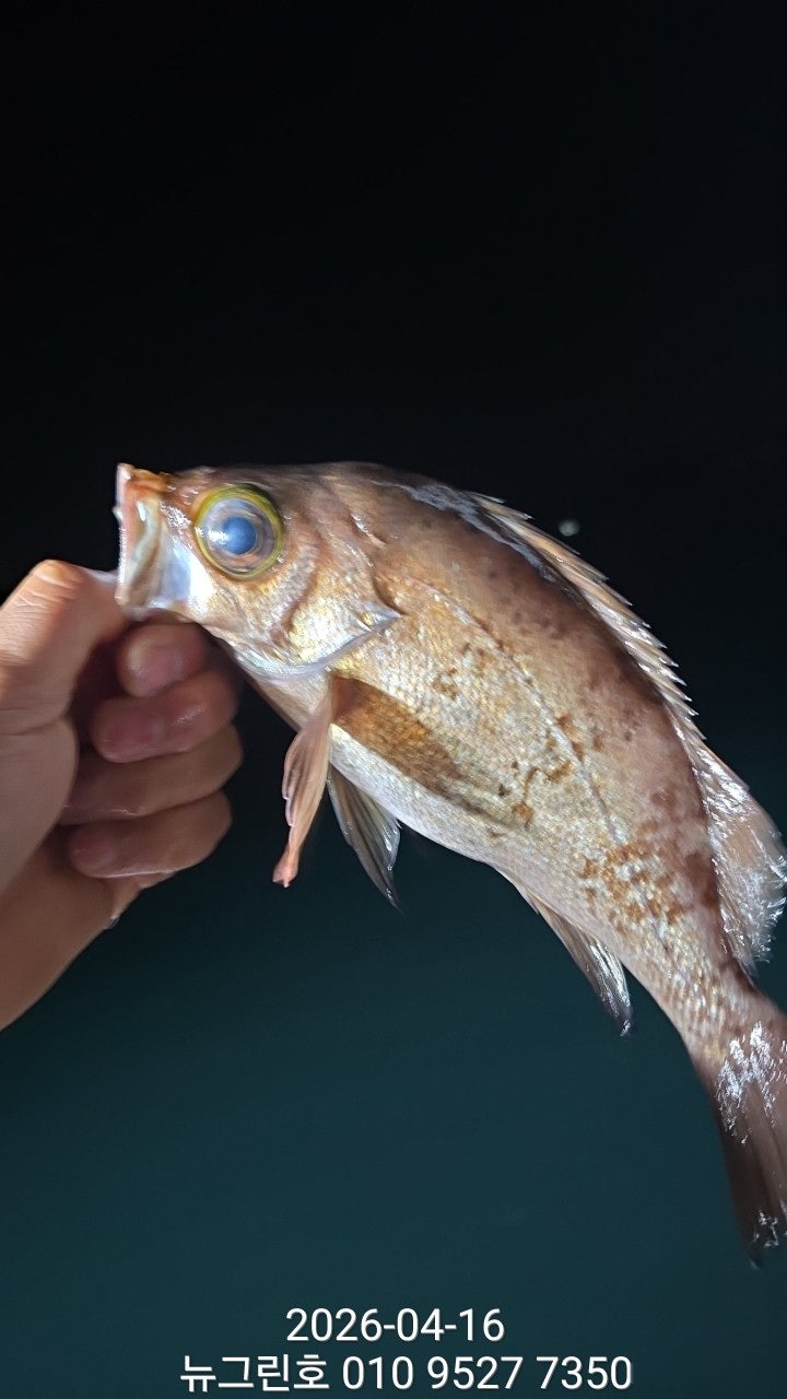 ����ڰ� �ø� �̹���