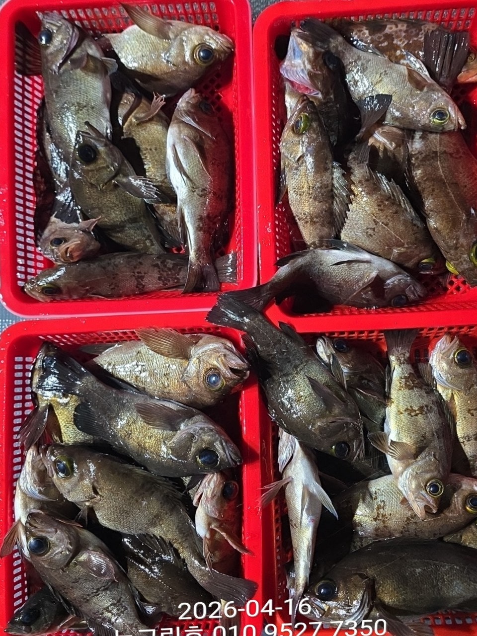 ����ڰ� �ø� �̹���