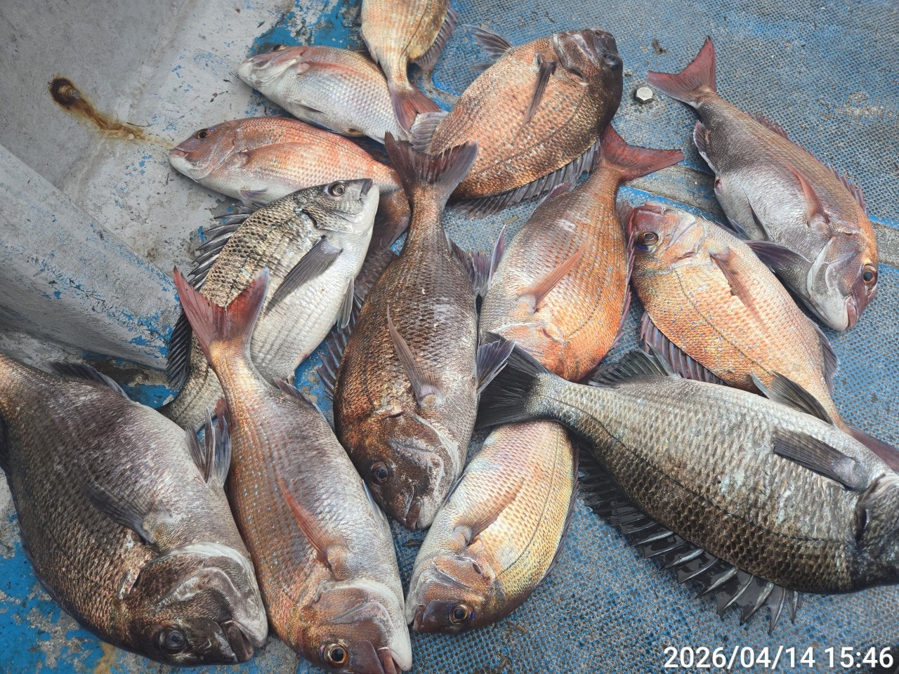 ����ڰ� �ø� �̹���