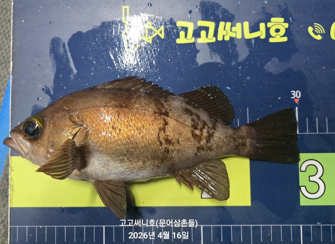 ����ڰ� �ø� �̹���