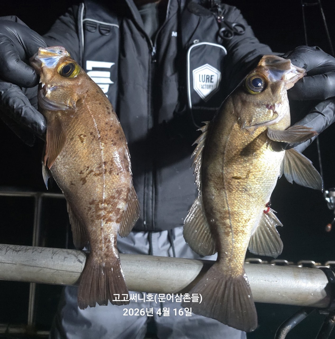 ����ڰ� �ø� �̹���