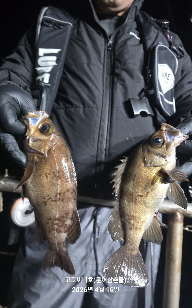 ����ڰ� �ø� �̹���