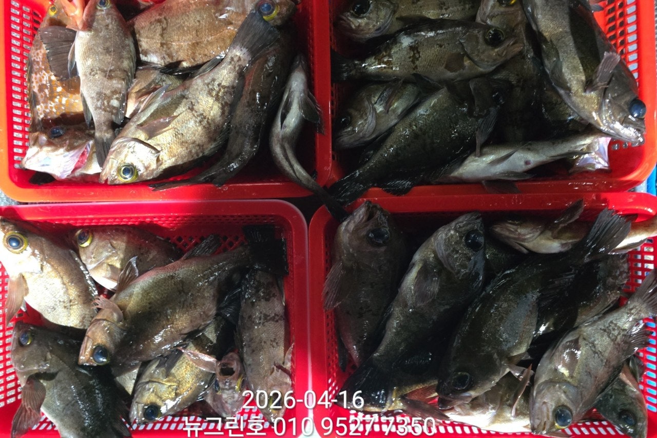 ����ڰ� �ø� �̹���