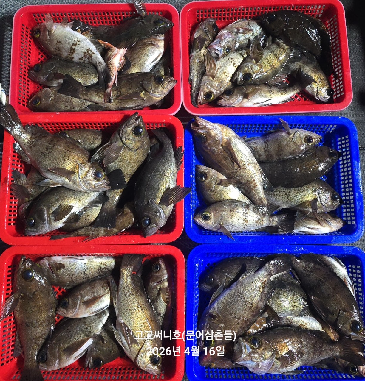 ����ڰ� �ø� �̹���