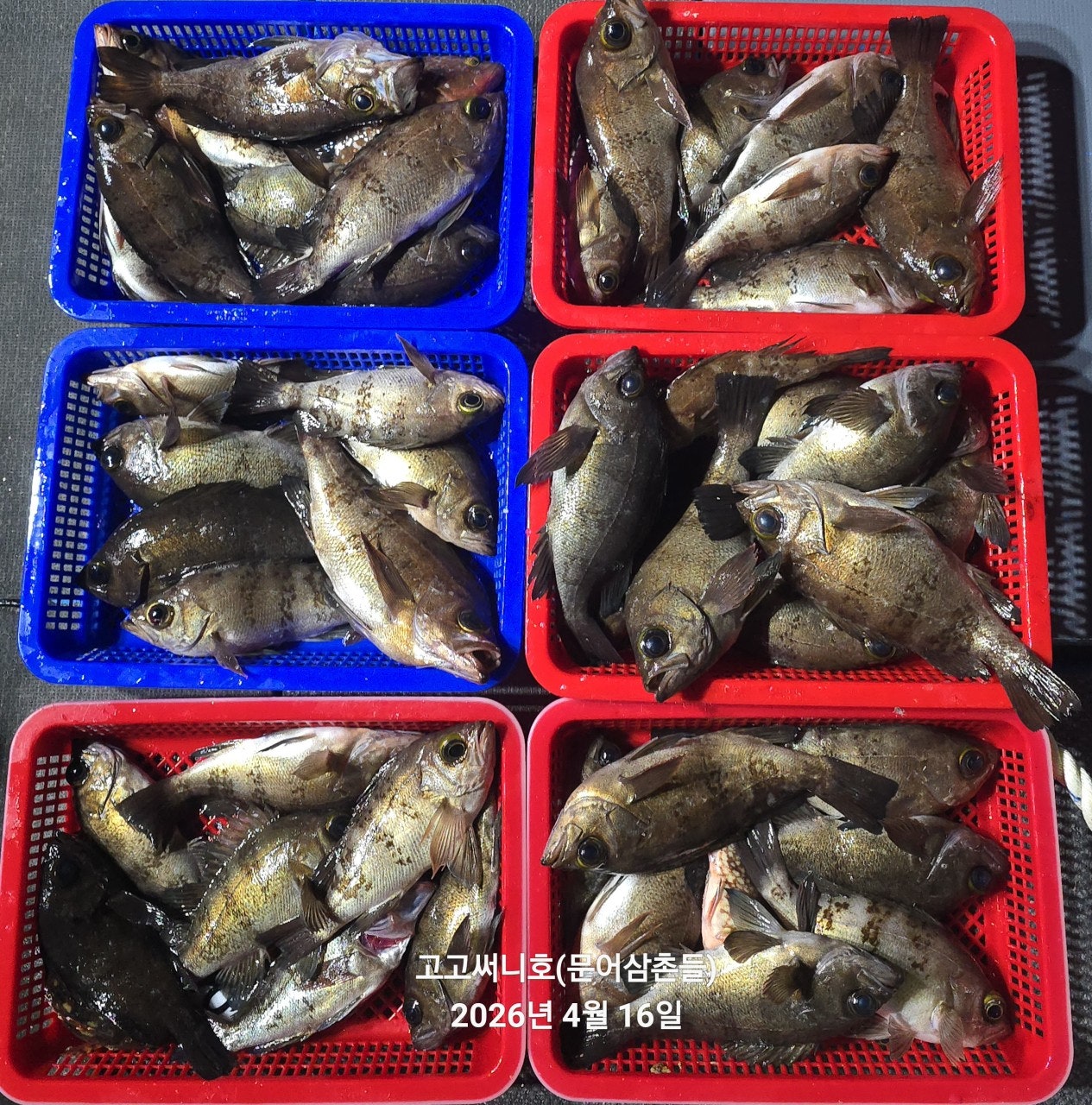 ����ڰ� �ø� �̹���