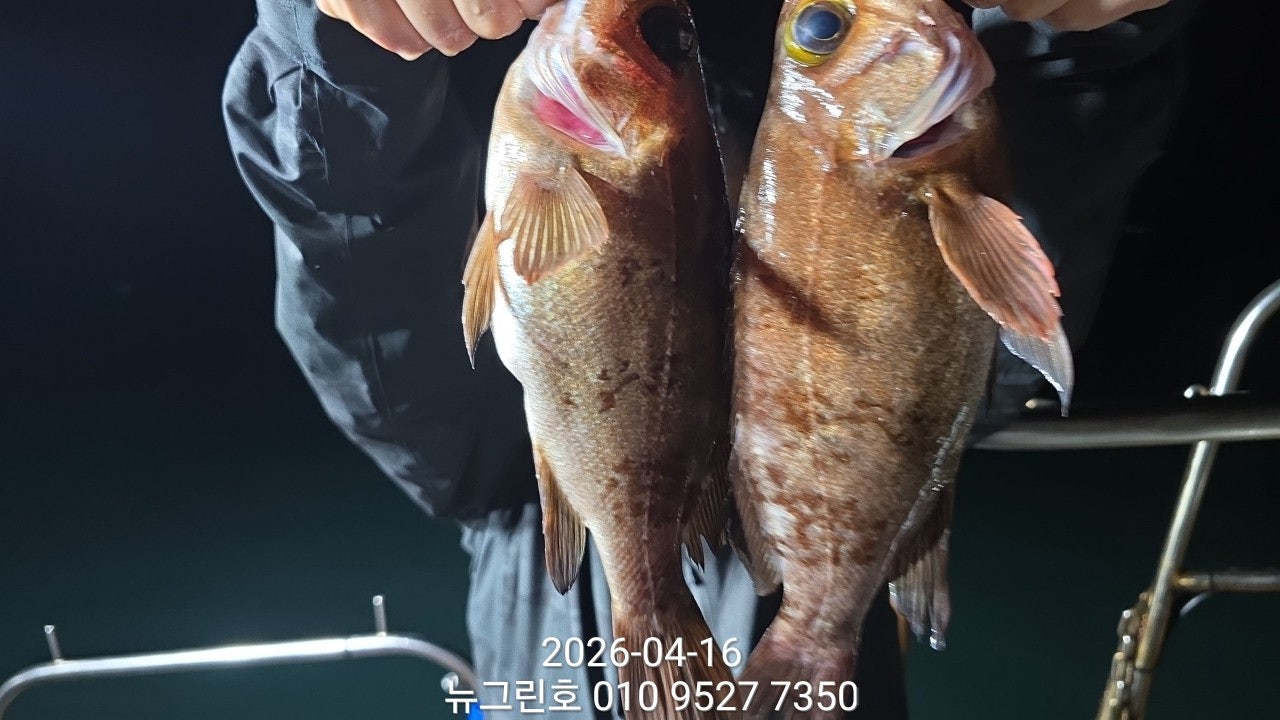 ����ڰ� �ø� �̹���