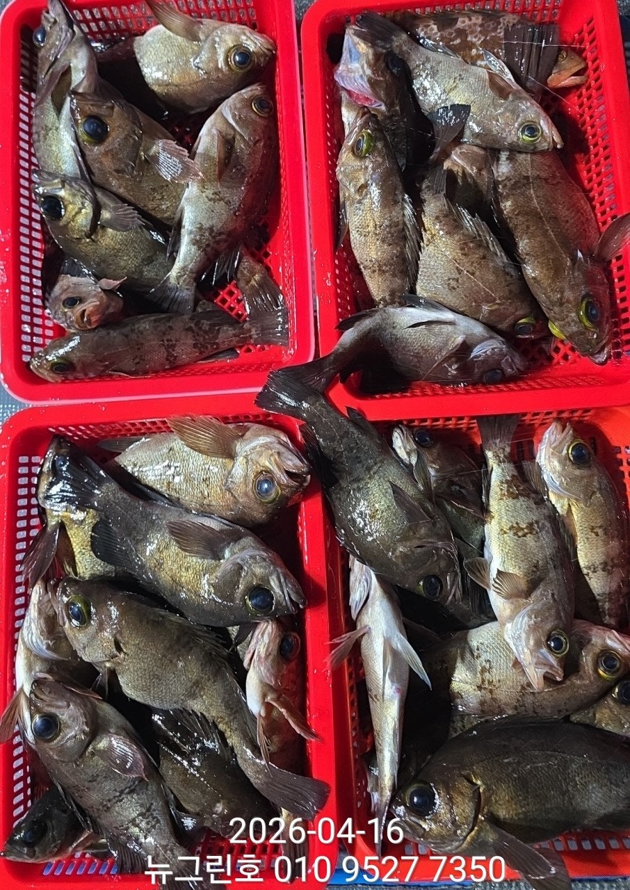 ����ڰ� �ø� �̹���