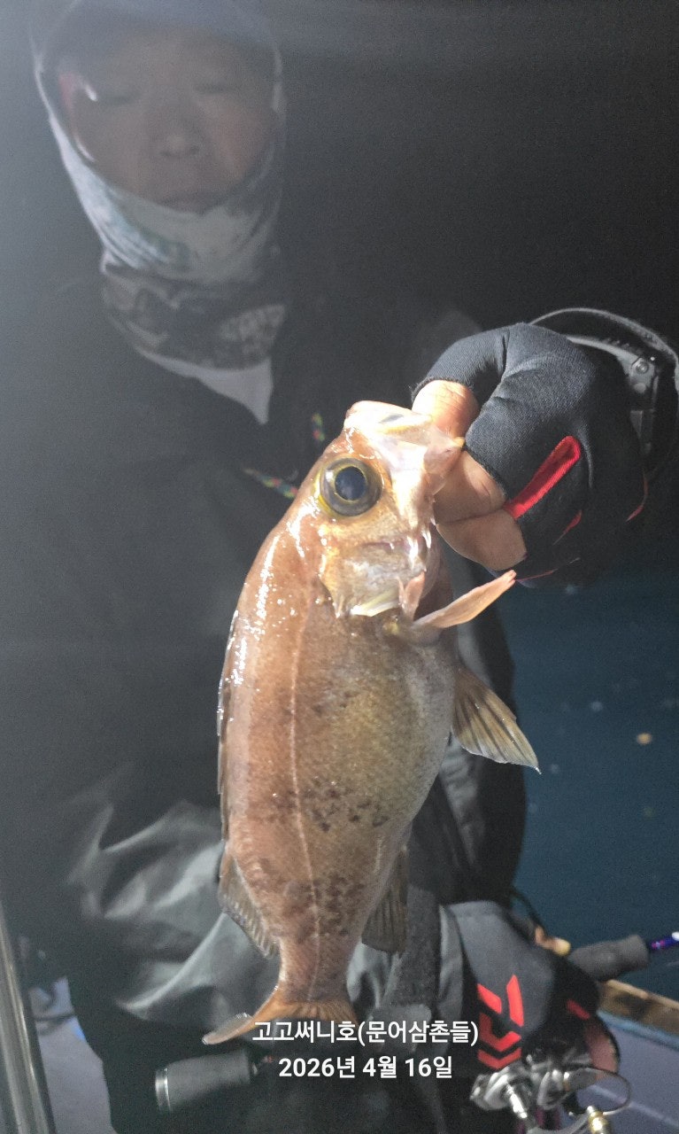 ����ڰ� �ø� �̹���