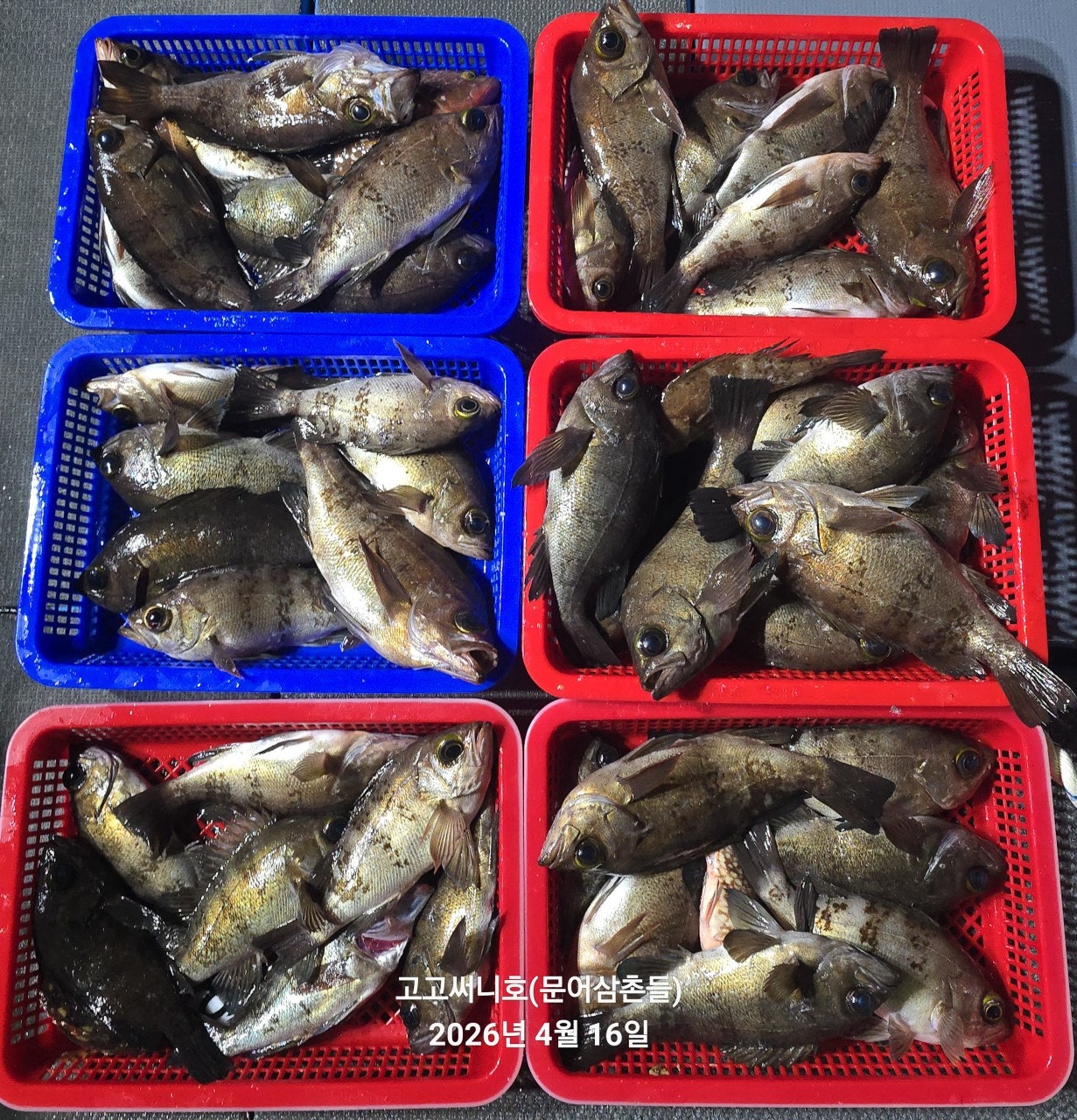 ����ڰ� �ø� �̹���