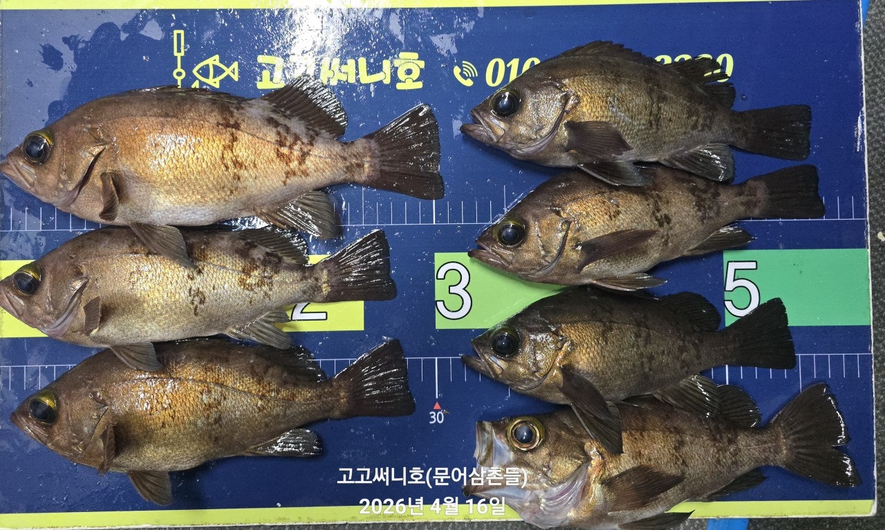 ����ڰ� �ø� �̹���