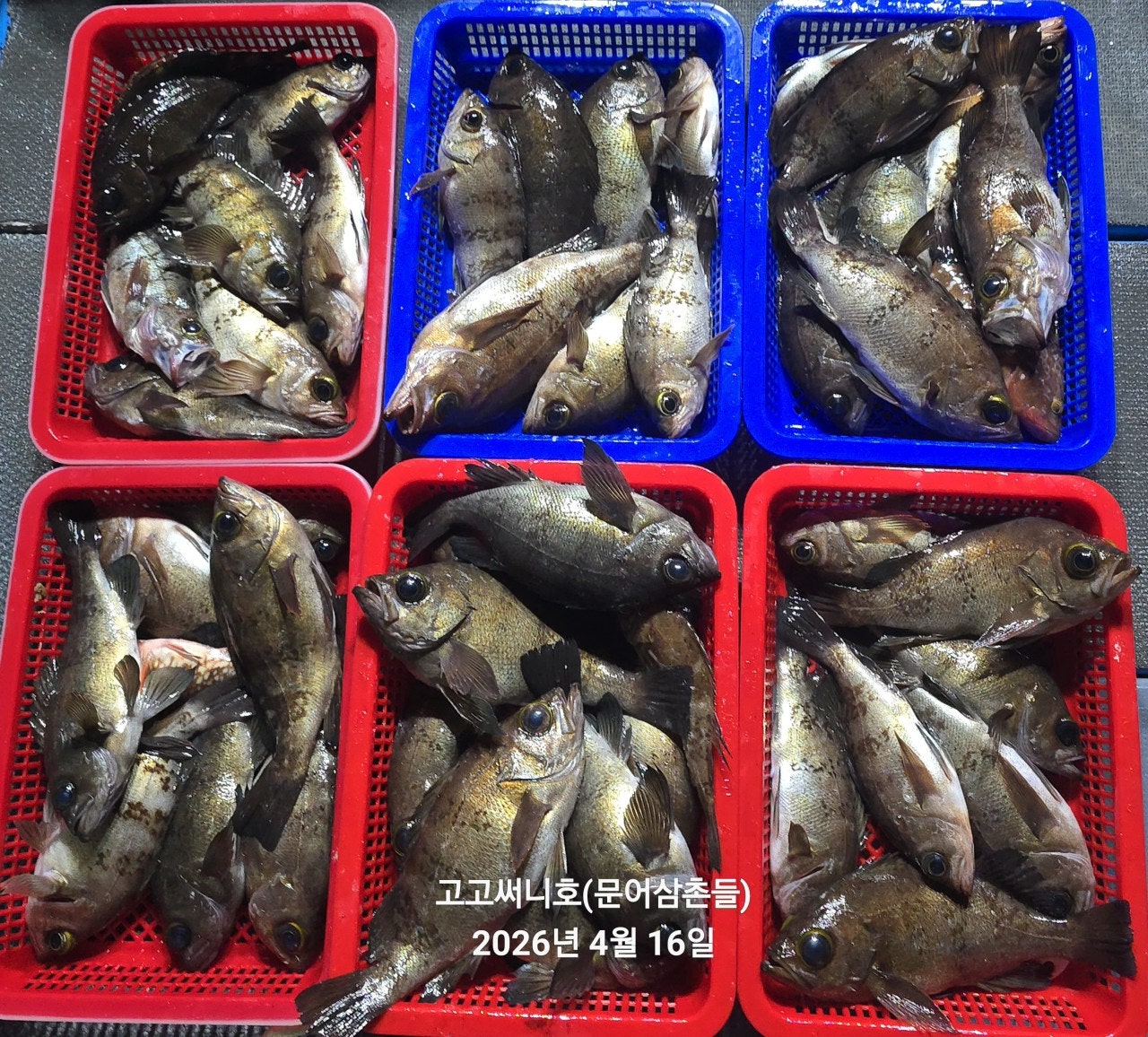 ����ڰ� �ø� �̹���