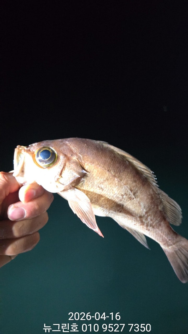 ����ڰ� �ø� �̹���