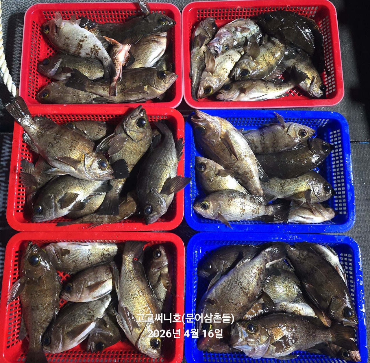 ����ڰ� �ø� �̹���