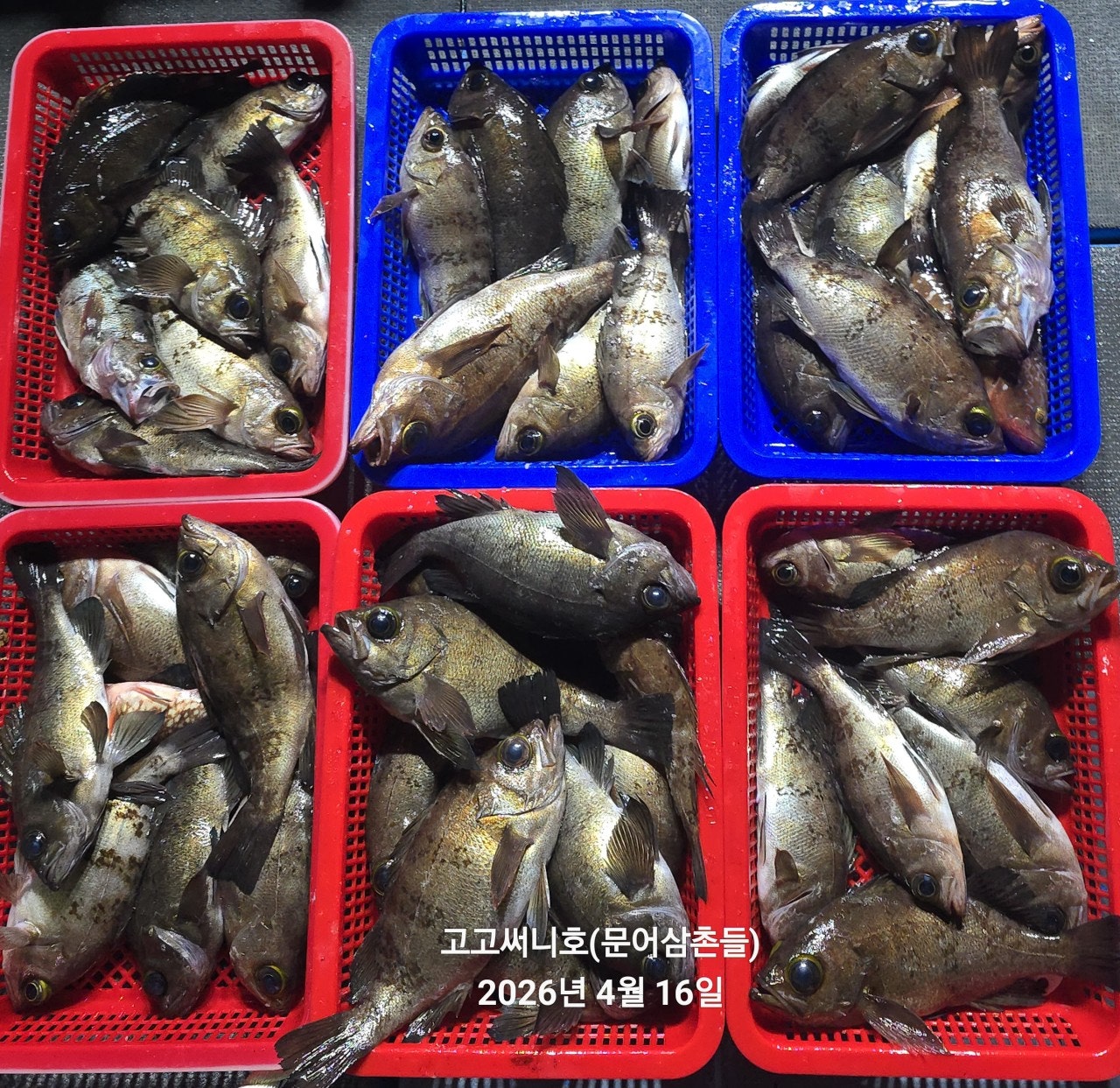 ����ڰ� �ø� �̹���