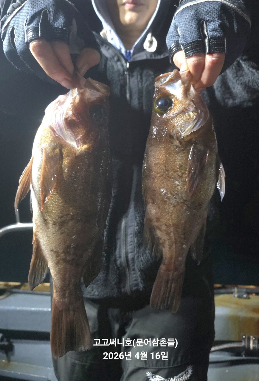 ����ڰ� �ø� �̹���