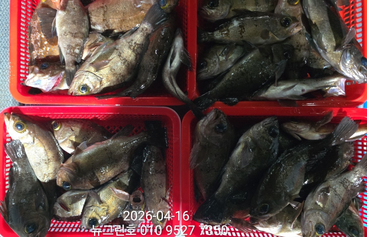 ����ڰ� �ø� �̹���