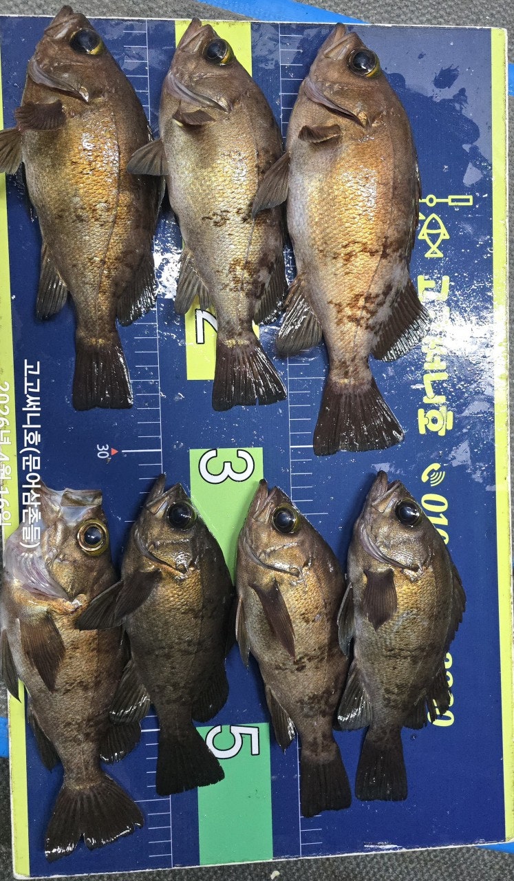 ����ڰ� �ø� �̹���