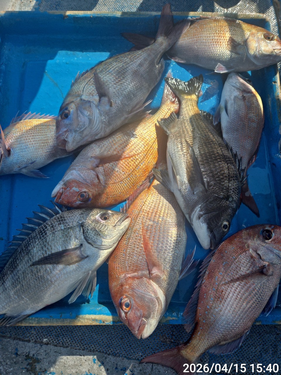 ����ڰ� �ø� �̹���