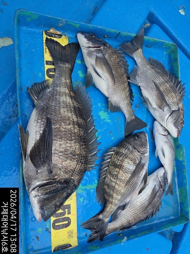 ����ڰ� �ø� �̹���