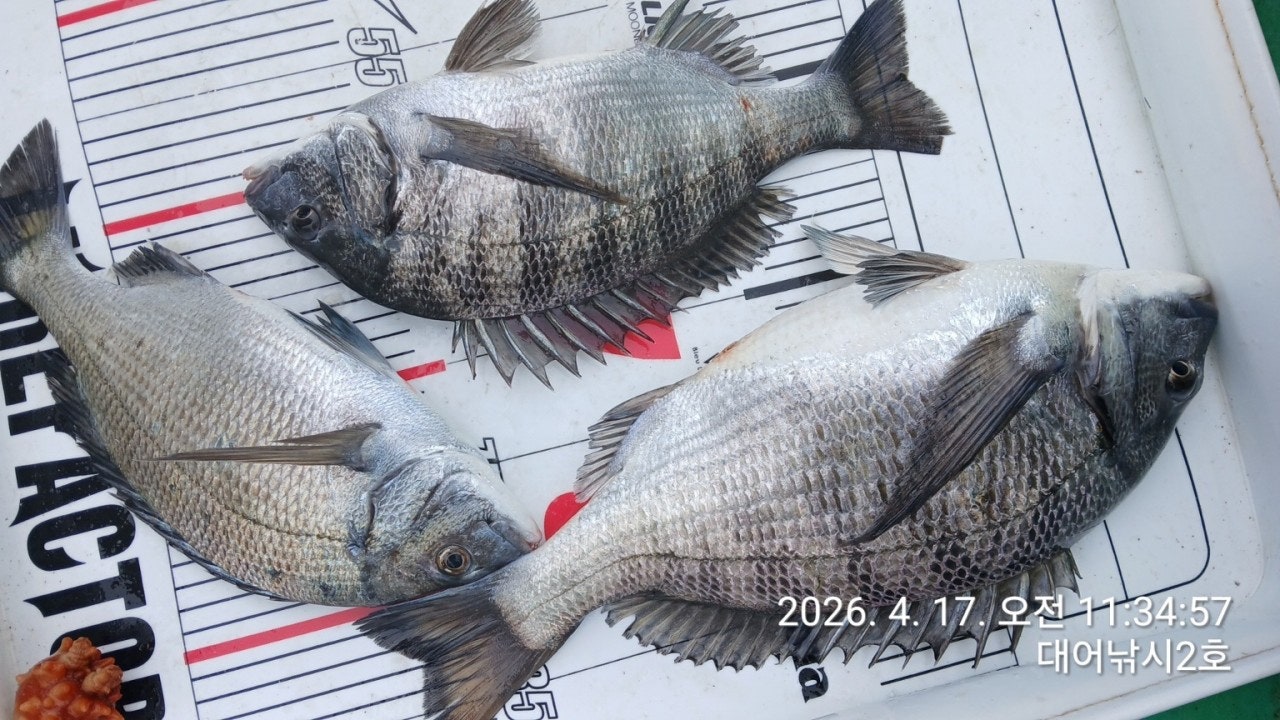 ����ڰ� �ø� �̹���