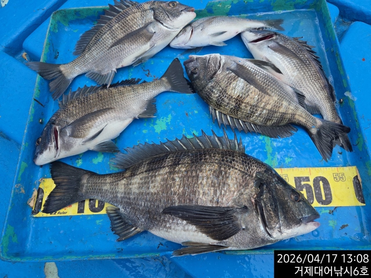 ����ڰ� �ø� �̹���