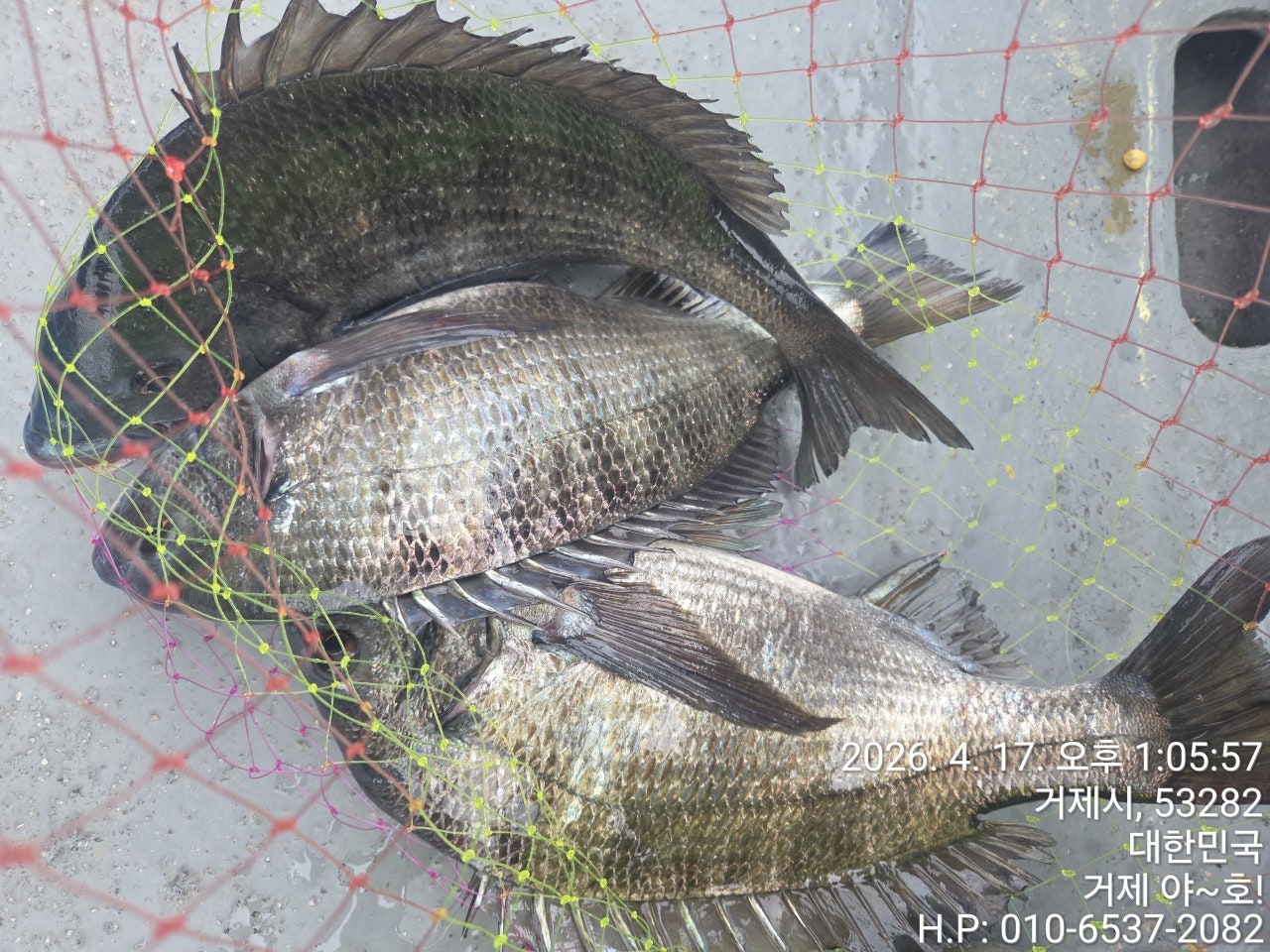 ����ڰ� �ø� �̹���