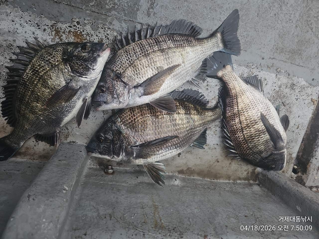 ����ڰ� �ø� �̹���