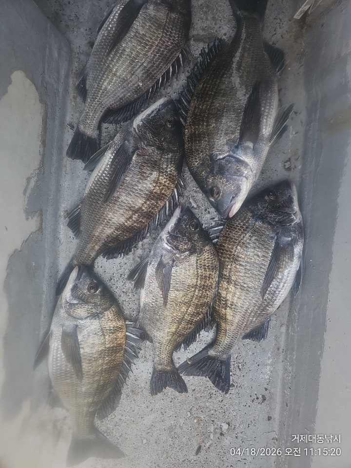 ����ڰ� �ø� �̹���