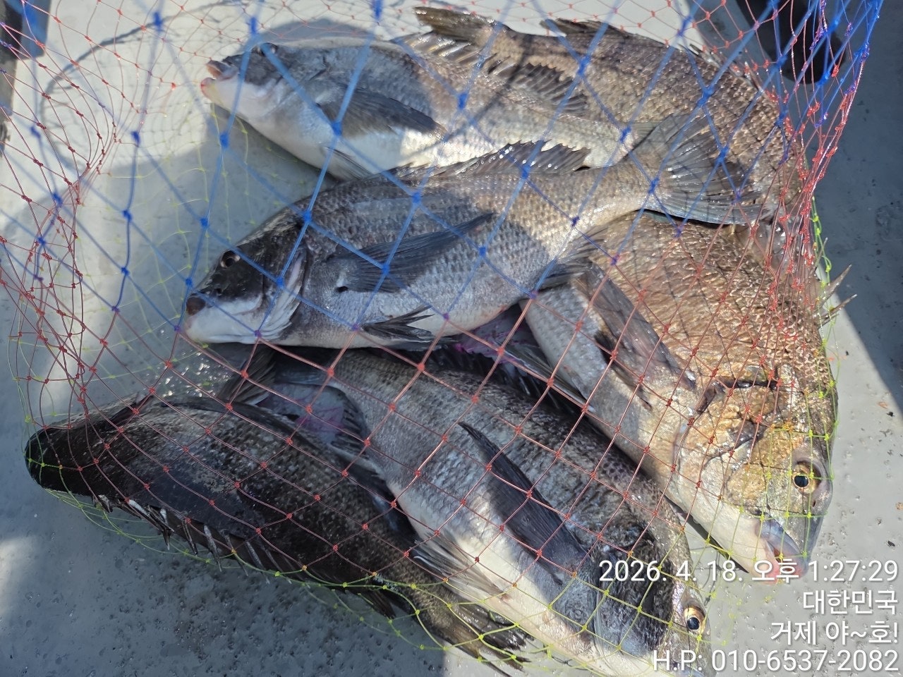 ����ڰ� �ø� �̹���