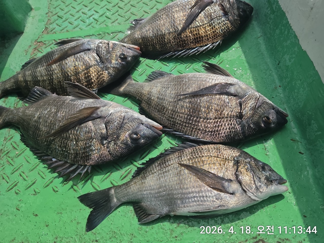 ����ڰ� �ø� �̹���