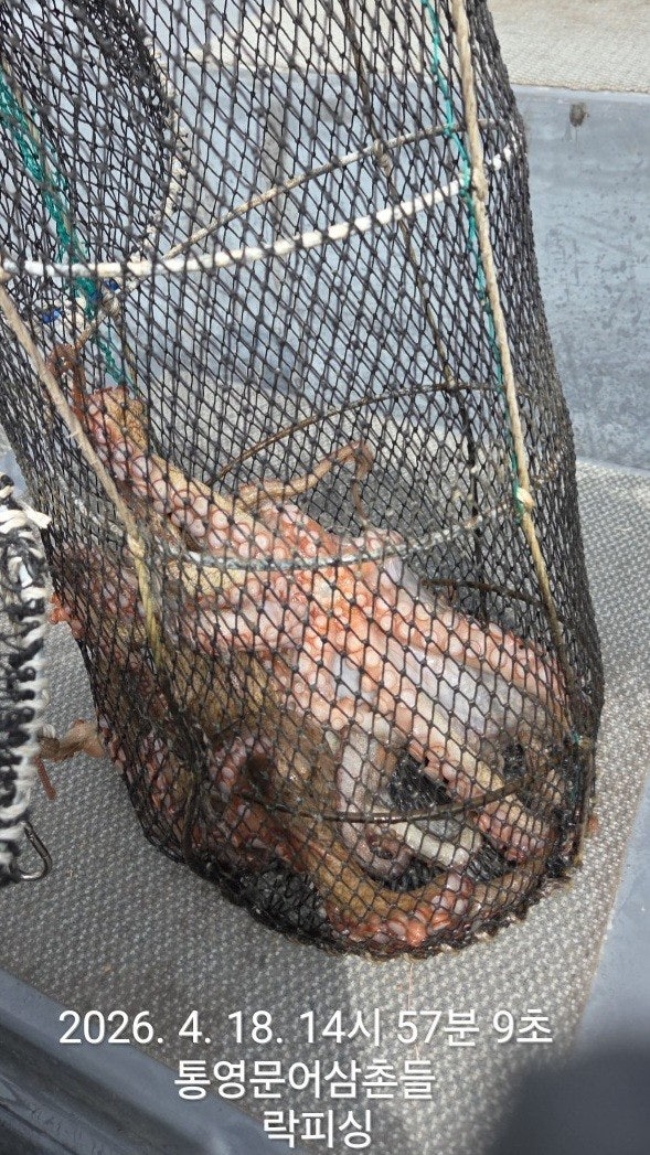 ����ڰ� �ø� �̹���