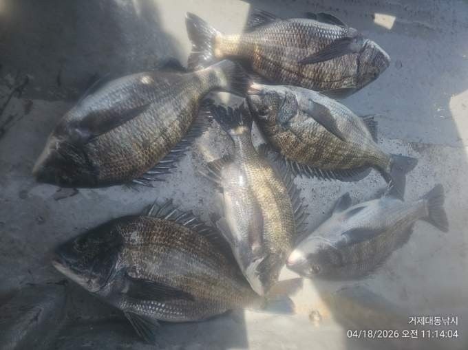 ����ڰ� �ø� �̹���