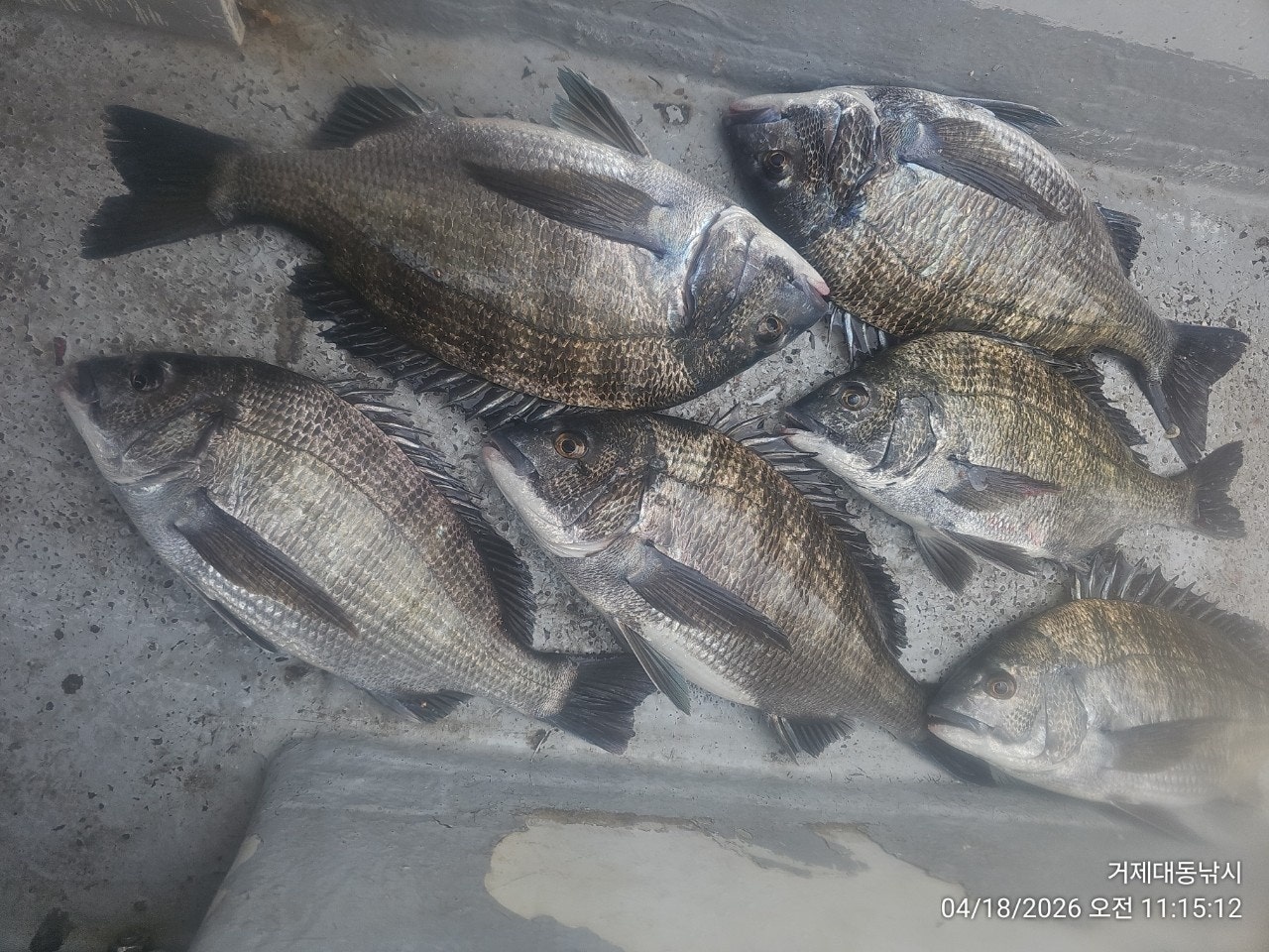 ����ڰ� �ø� �̹���