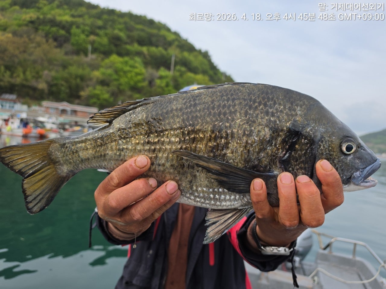 ����ڰ� �ø� �̹���