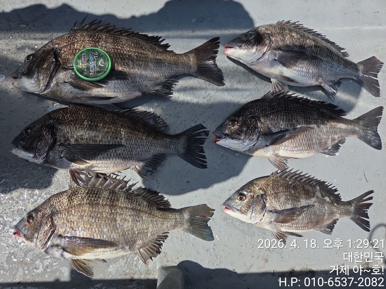 ����ڰ� �ø� �̹���