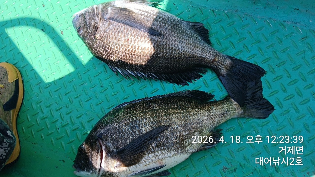 ����ڰ� �ø� �̹���