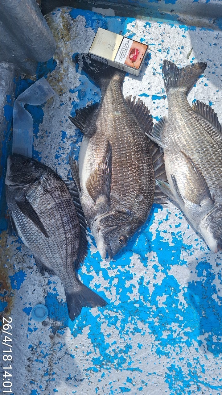 ����ڰ� �ø� �̹���