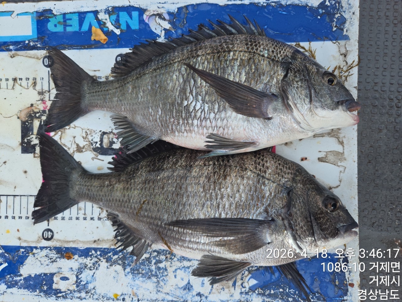 ����ڰ� �ø� �̹���