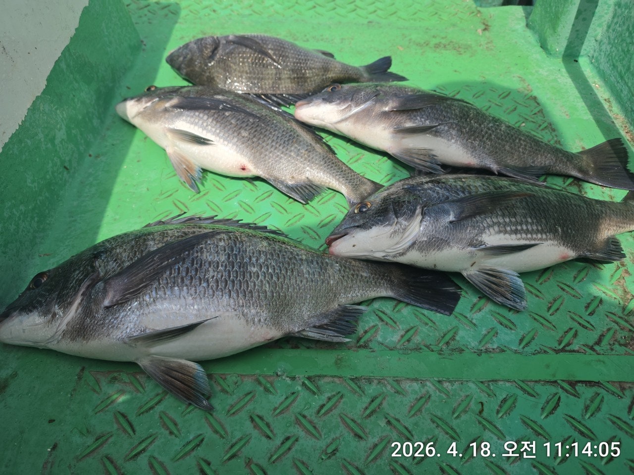 ����ڰ� �ø� �̹���