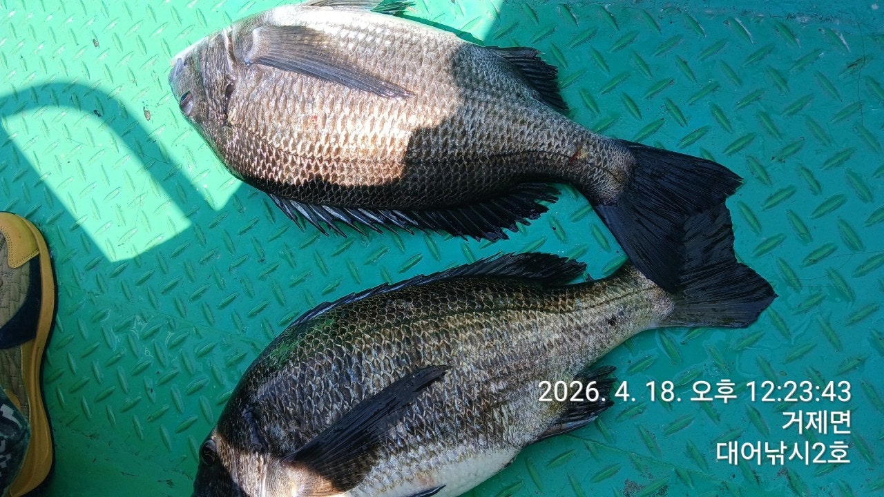 ����ڰ� �ø� �̹���