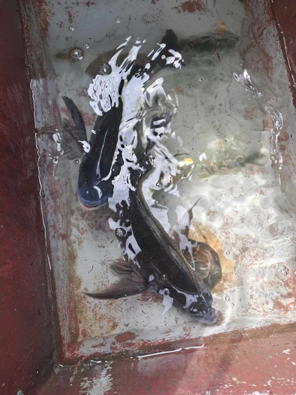 ����ڰ� �ø� �̹���