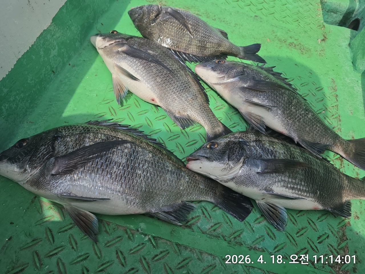 ����ڰ� �ø� �̹���