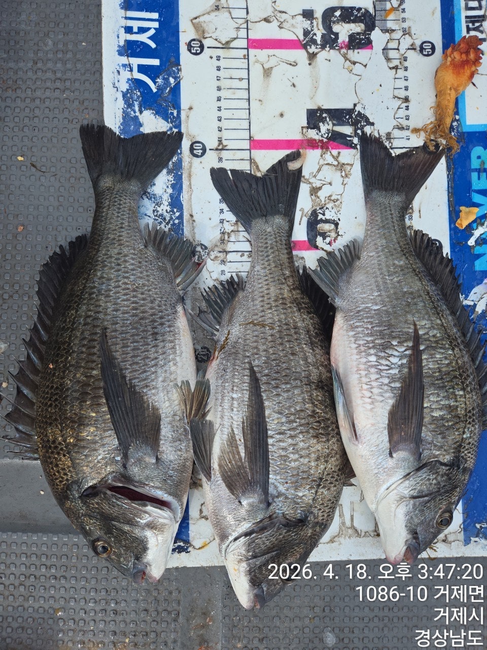 ����ڰ� �ø� �̹���