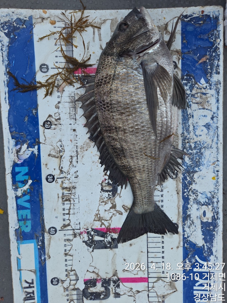 ����ڰ� �ø� �̹���