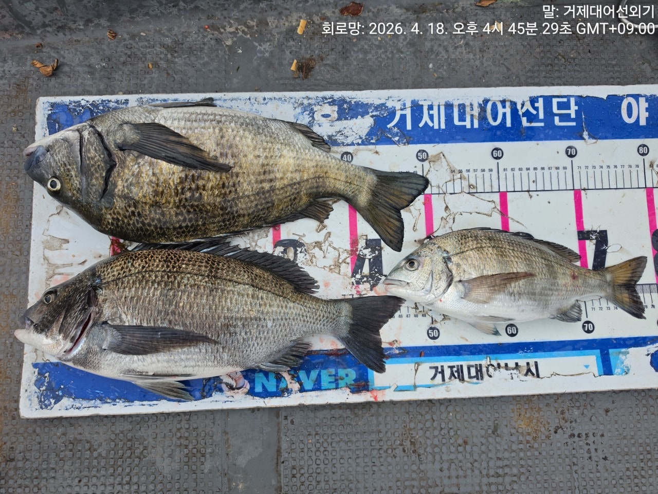 ����ڰ� �ø� �̹���