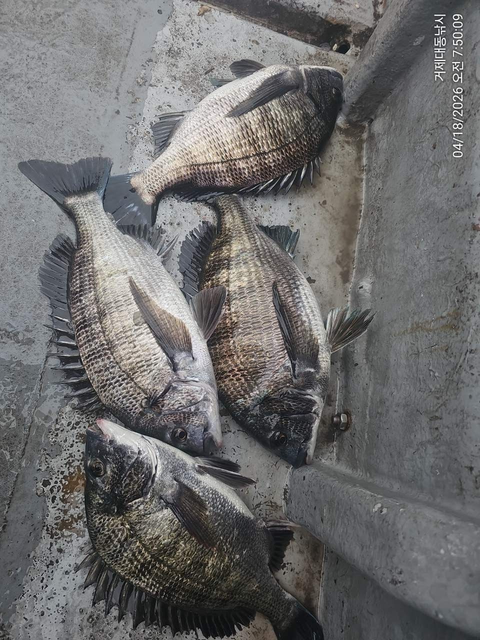 ����ڰ� �ø� �̹���