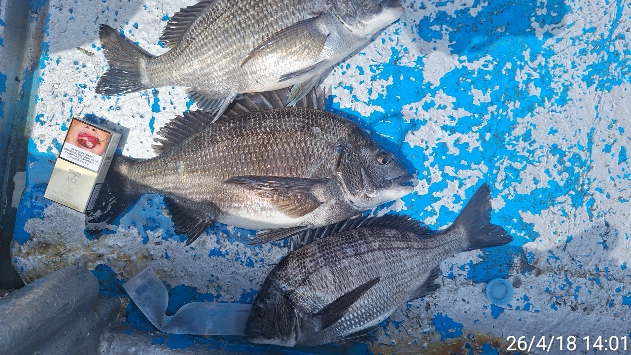 ����ڰ� �ø� �̹���