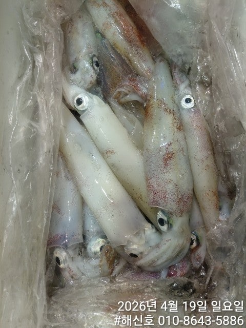 ����ڰ� �ø� �̹���